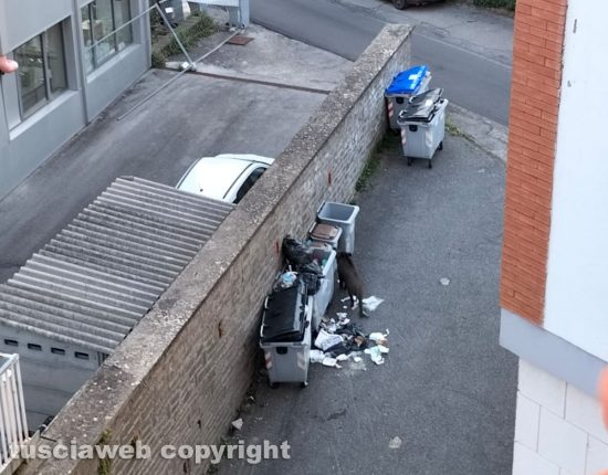 Viterbo - Un cinghiale tra i rifiuti in via Asiago