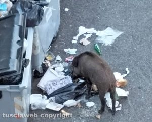 Viterbo - Un cinghiale tra i rifiuti in via Asiago