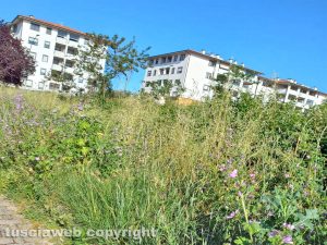 Viterbo - Erba alta in via Raffaello