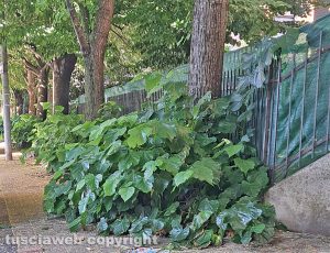 Viterbo - Via Tarconte