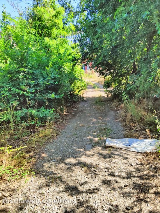 Viterbo - Strada con erbacce e immondizia in zona Ponte dell'Elce