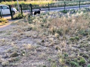 Viterbo - Area cani a Santa Barbara pericolosa con forasacchi