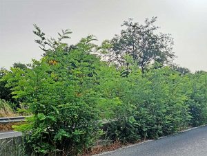 Viterbo - Arbusti lungo la superstrada Orte-Civitavecchia