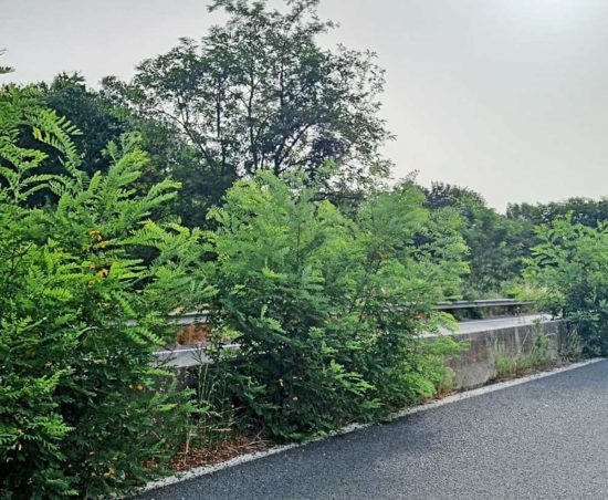 Viterbo - Arbusti lungo la superstrada Orte-Civitavecchia