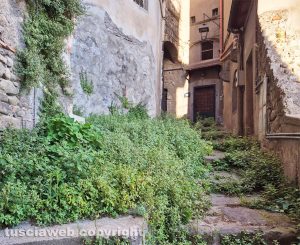 Viterbo - Incuria e erba alta in via Delle Mole