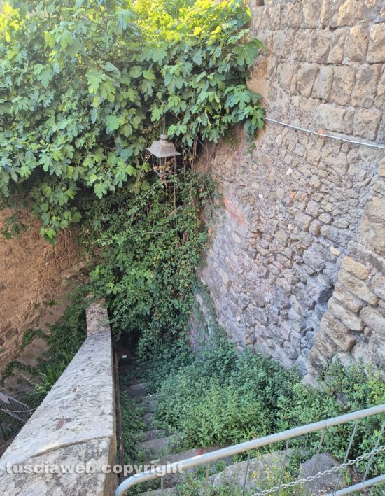 Viterbo - Incuria e erba alta in via Delle Mole