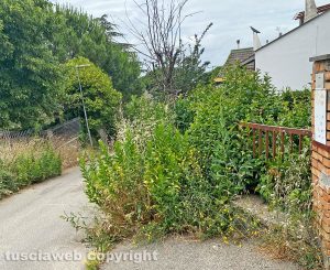 Viterbo - Erba alta in via Lombardia a San Martino al Cimino