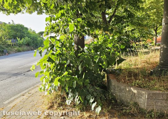 Viterbo - Via Santa Giacinta Marescotti abbandonata, al buio e l'erba alta