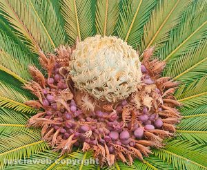 Fiore di Cycas Revoluta