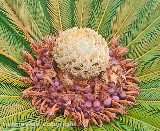 Fiore di Cycas Revoluta