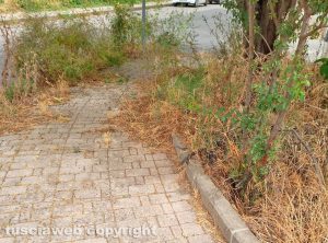 Viterbo - Erba alta in Via Raffaello a Santa Barbara