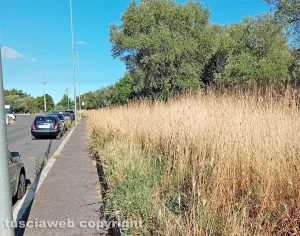 Viterbo - Erba alta a Ponte Dell'Elce