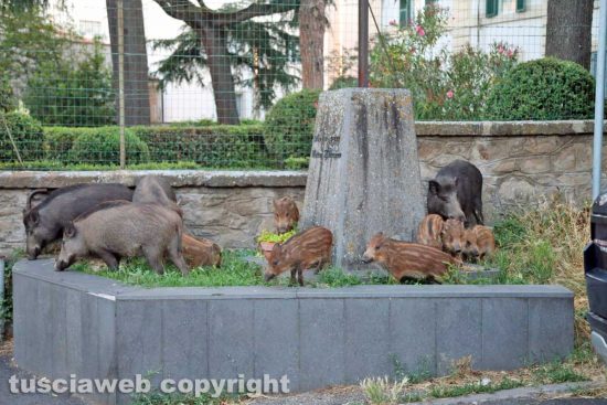 Viterbo - Una famiglia di cinghiali in via Vicenza