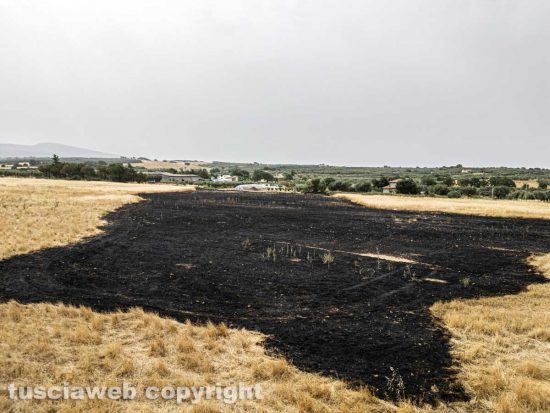 Viterbo - Campo di grano in fiamme in località Volpara