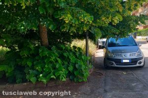 Viterbo - Erbacce in via Monti Cimini