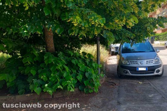 Viterbo - Erbacce in via Monti Cimini