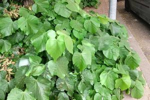 Viterbo - La vegetazione in via Tarconte