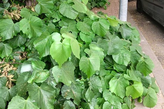 Viterbo - La vegetazione in via Tarconte