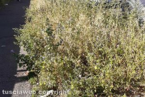 Viterbo - Erbacce in via Maresciallo Mariano Romiti