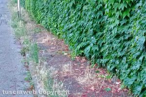 Viterbo - Incuria in via Della Fiera