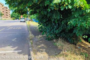 Viterbo - La vegetazione in via Corrado Alvaro