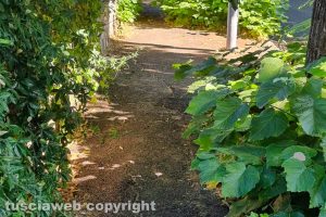 Viterbo - Incuria sui marciapiedi di via Lorenzo da Viterbo