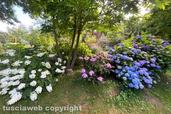 Viterbo - La collezione di ortensie del giardino La Perella