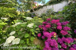Viterbo - La collezione di ortensie del giardino La Perella