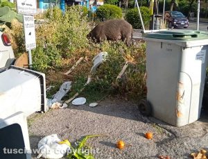 Viterbo - Cinghiale in via Genova