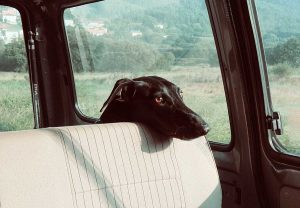 Un cane chiuso in auto