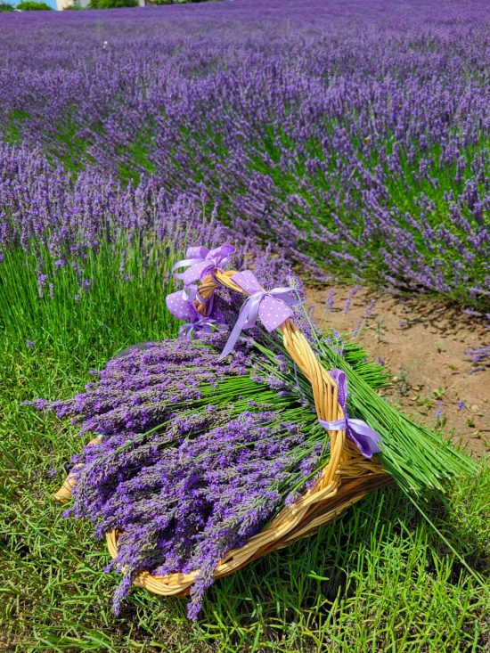 Tuscania - La festa della Lavanda