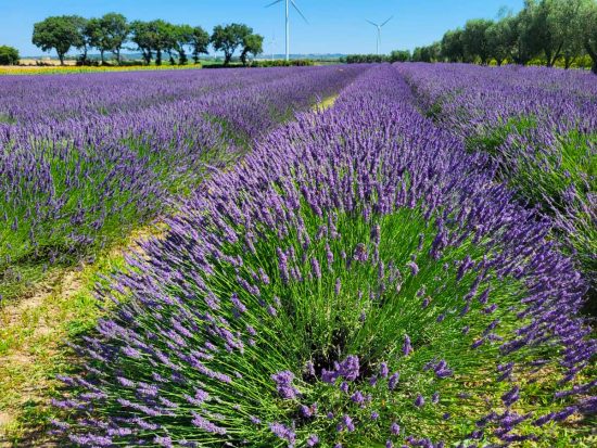 Tuscania - La festa della Lavanda
