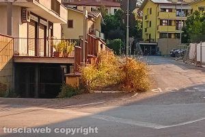 Viterbo - Erba alta sul marciapiedi in via Mantova