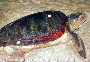 Sant'Agostino - Una tartaruga Caretta caretta depone le uova
