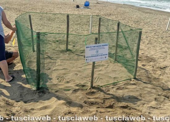 Sant'Agostino - Le uova deposte da una tartaruga Caretta caretta