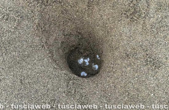Sant'Agostino - Le uova deposte da una tartaruga Caretta caretta
