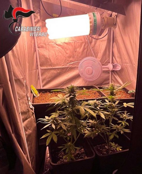 Soriano nel Cimino - Serra per marijuana nell'armadio