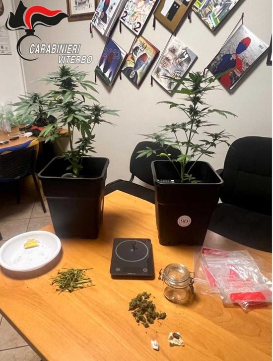 Soriano nel Cimino - Le piantine di marijuana