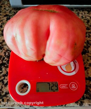Un pomodoro bistecca del peso di 729 gramm