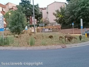 Viterbo - Cinghiali in via Genova