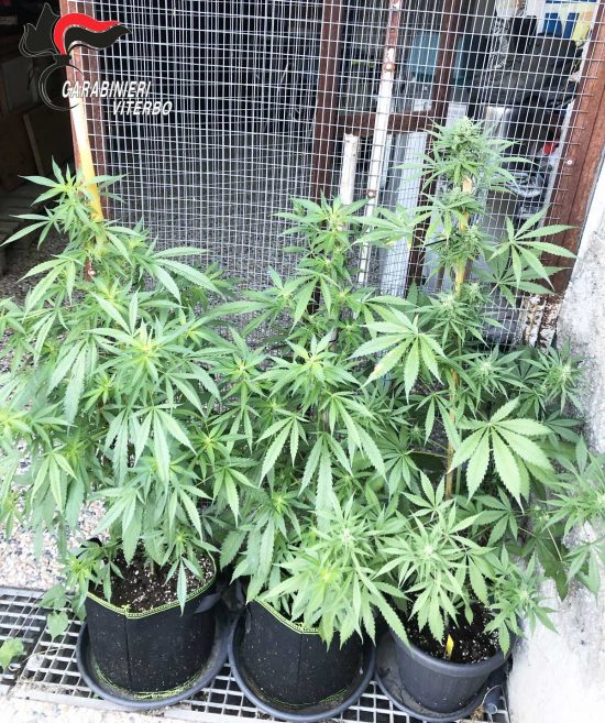 Corchiano - Carabinieri fuori servizio fa jogging e scopre 27 piante di marijuana in un campo di pomodori, un arresto