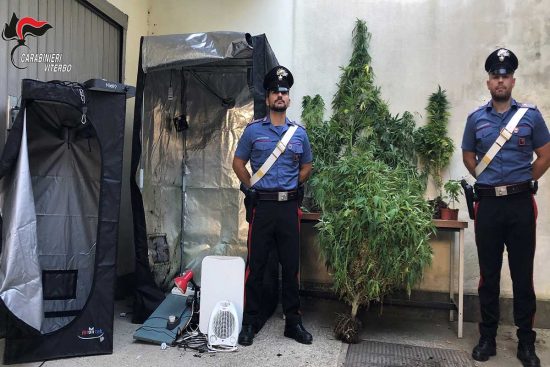 Corchiano - Carabinieri fuori servizio fa jogging e scopre 27 piante di marijuana in un campo di pomodori, un arresto