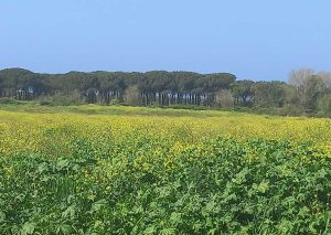 Montalto di Castro - Località Murelle