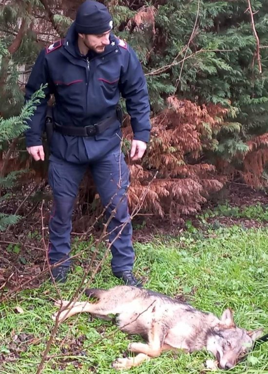 I carabinieri salvano una volpe ferita sul ciglio della strada