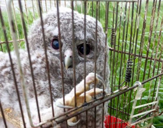 I carabinieri salvano gli animali selvatici feriti o abbandonati