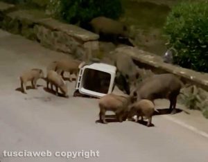 Viterbo - Cinghiali in via Pola