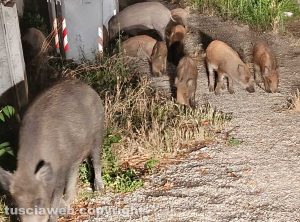 Viterbo - Branco di cinghiali all'Ellera