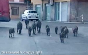 Viterbo - Branco di cinghiali all'Ellera