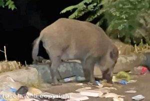 Viterbo - Cinghiale in libertà