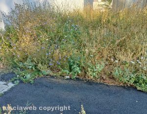 Viterbo - Erba alta a Santa Lucia